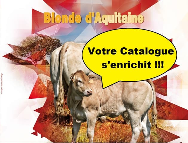 Catalogue Blonde d'aquitaine : votre catalogue s'enrichit !